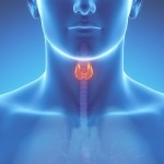 thyroid